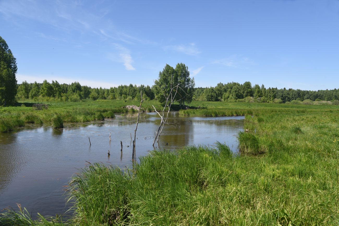 Окрестности истока реки Межиха, image of landscape/habitat.