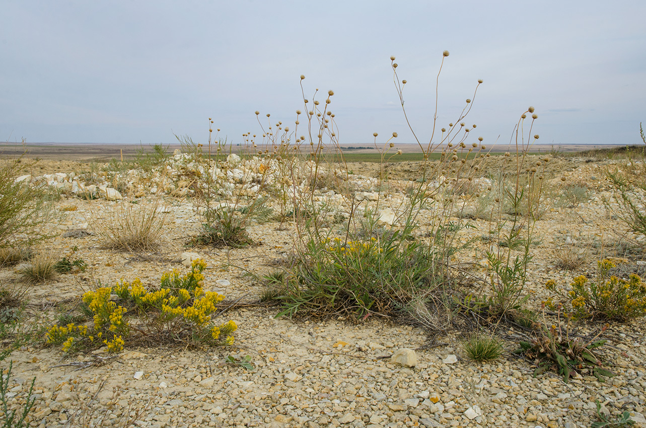 Змеиная гора, image of landscape/habitat.