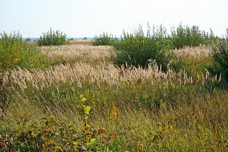 Танаевские луга, изображение ландшафта.