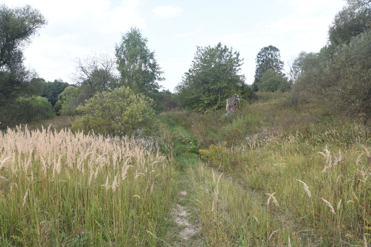 Урочище Дубенка, image of landscape/habitat.