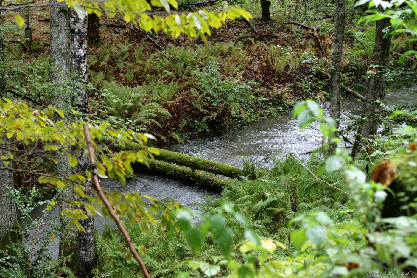 Рица, image of landscape/habitat.