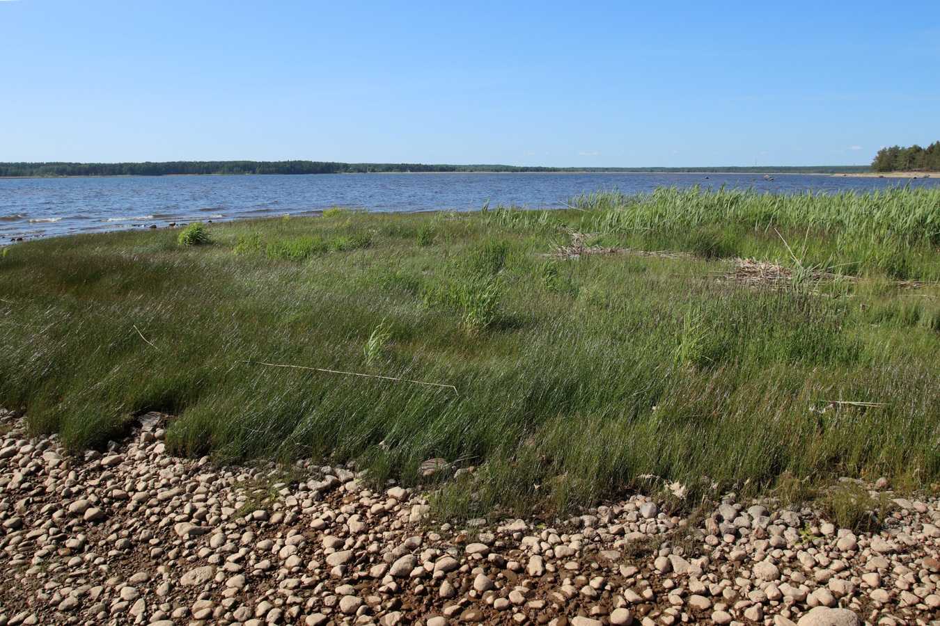 Берег у Сенокосной, image of landscape/habitat.