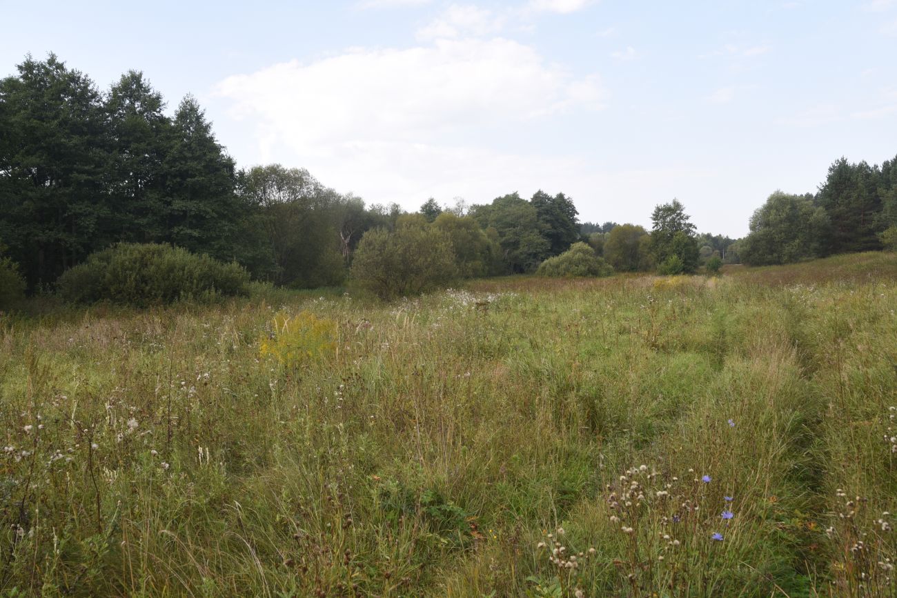 Урочище Дубенка, image of landscape/habitat.