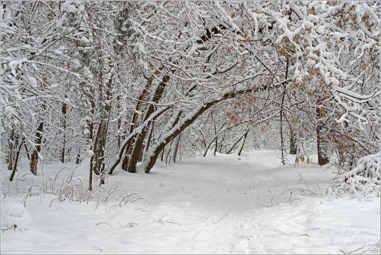 Кузьминский лесопарк, image of landscape/habitat.