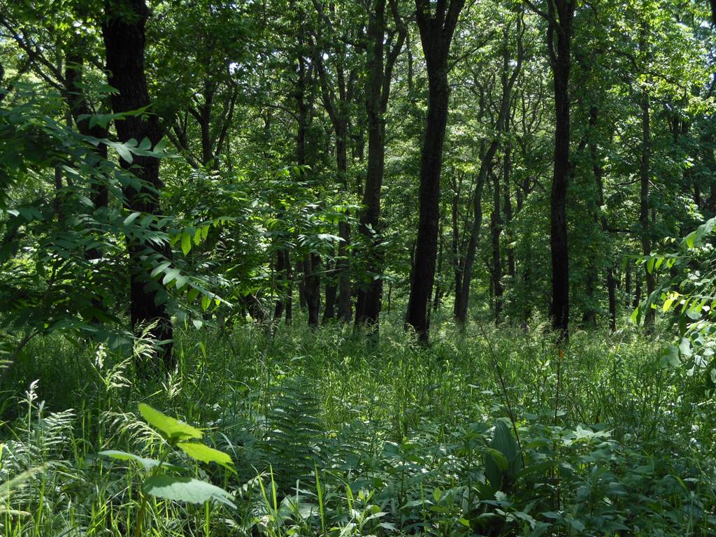 Падь Елизарова, image of landscape/habitat.