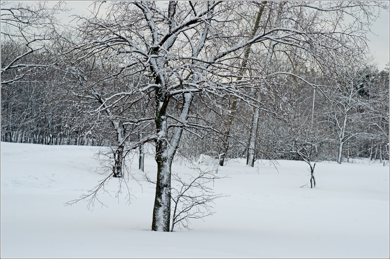 Кузьминский лесопарк, image of landscape/habitat.