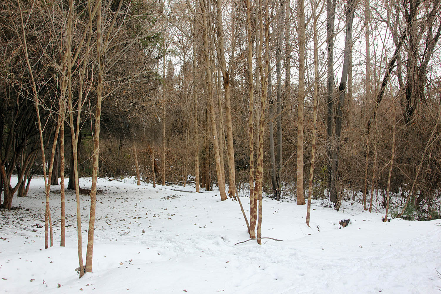 Ботанический сад им.Н.Ф.Русанова, image of landscape/habitat.