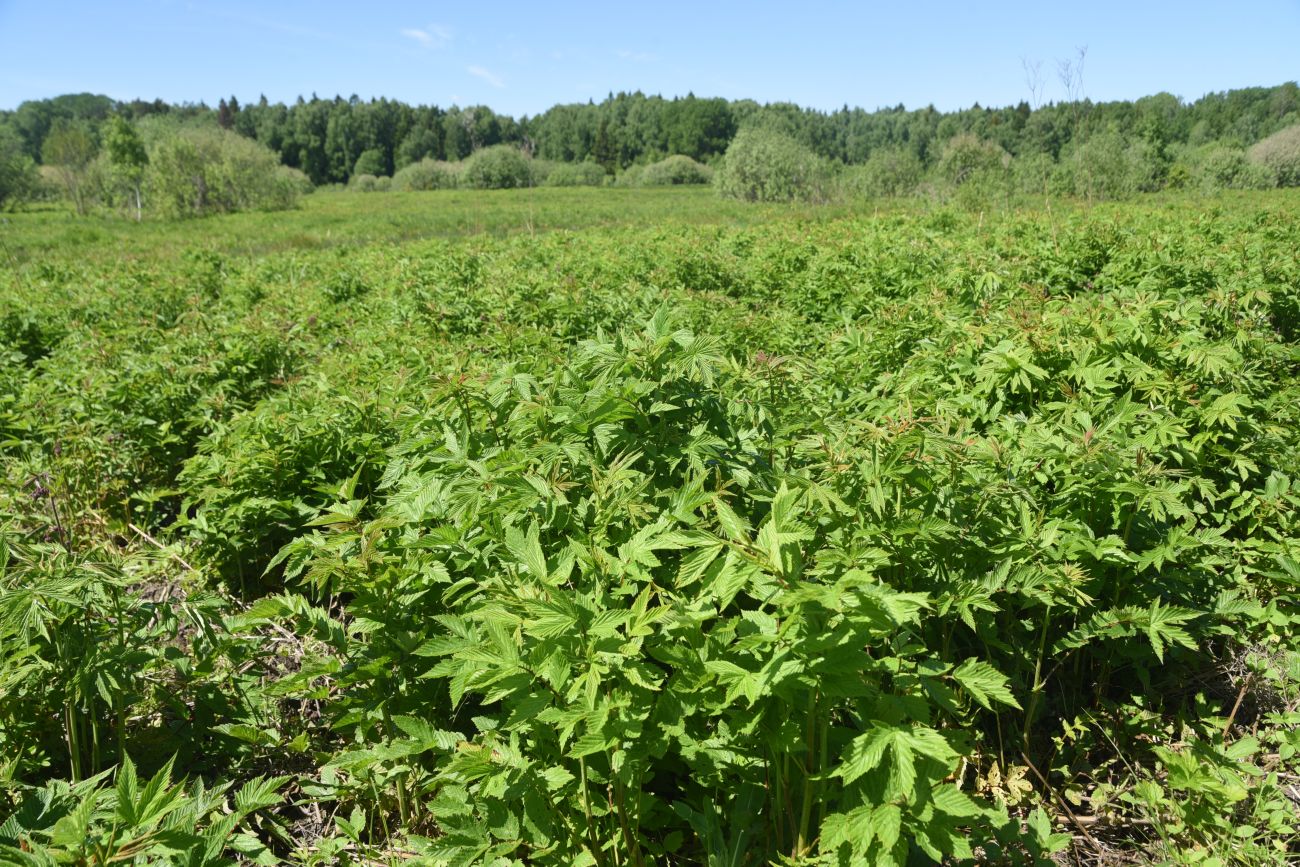 Окрестности истока реки Межиха, image of landscape/habitat.