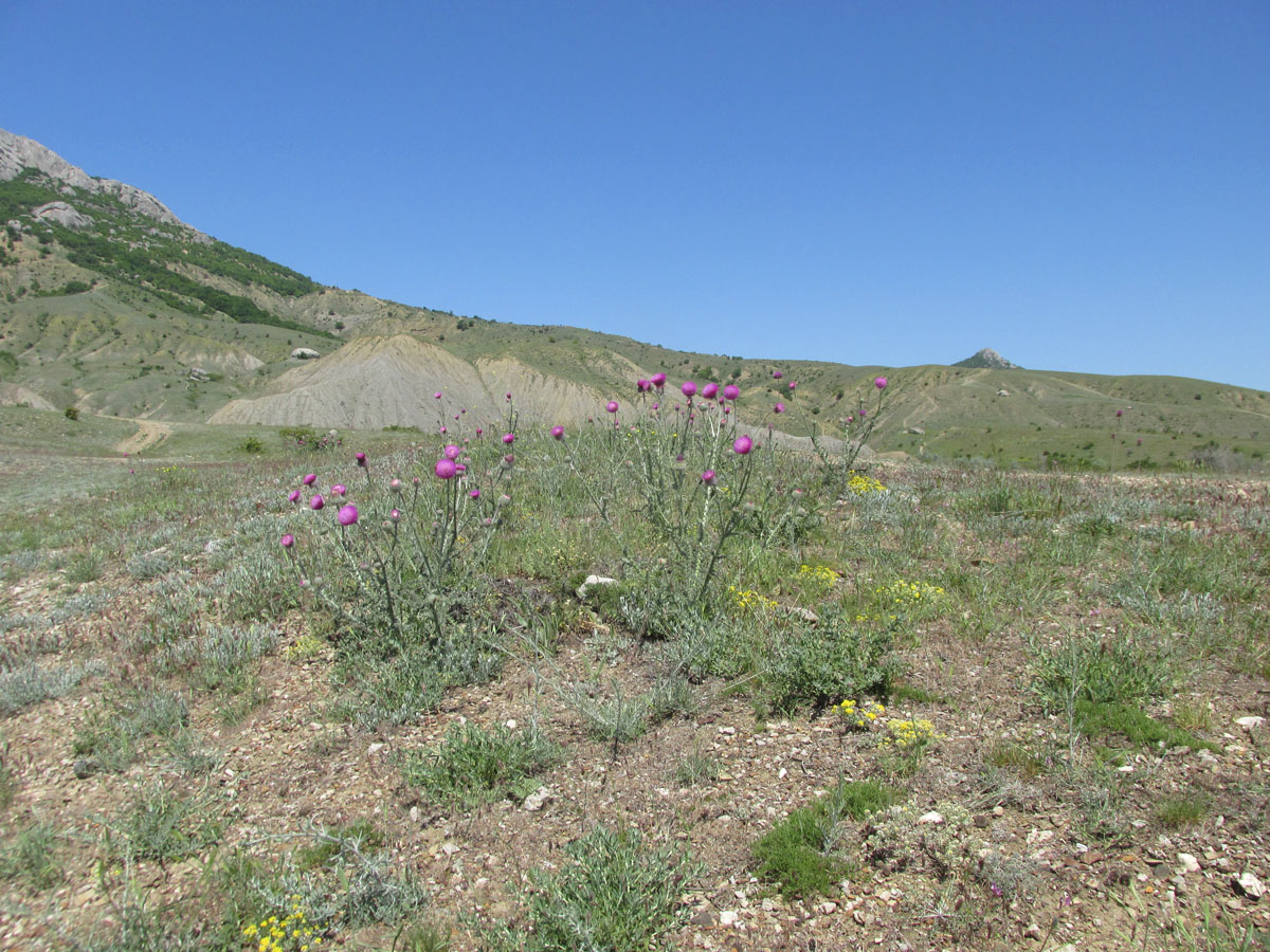 Лисья бухта, image of landscape/habitat.