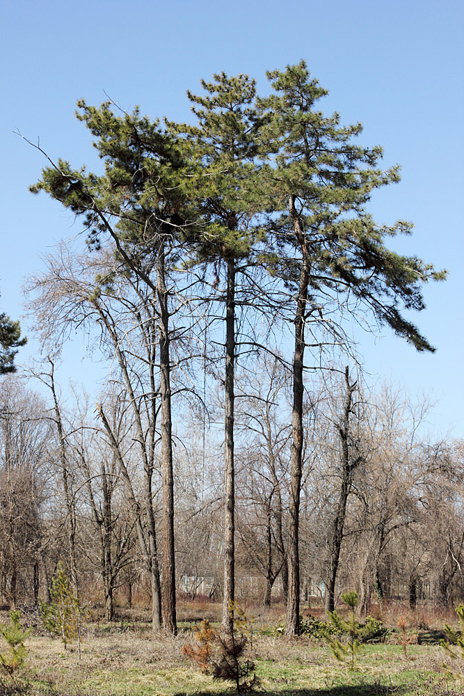 Ботанический сад им.Н.Ф.Русанова, image of landscape/habitat.