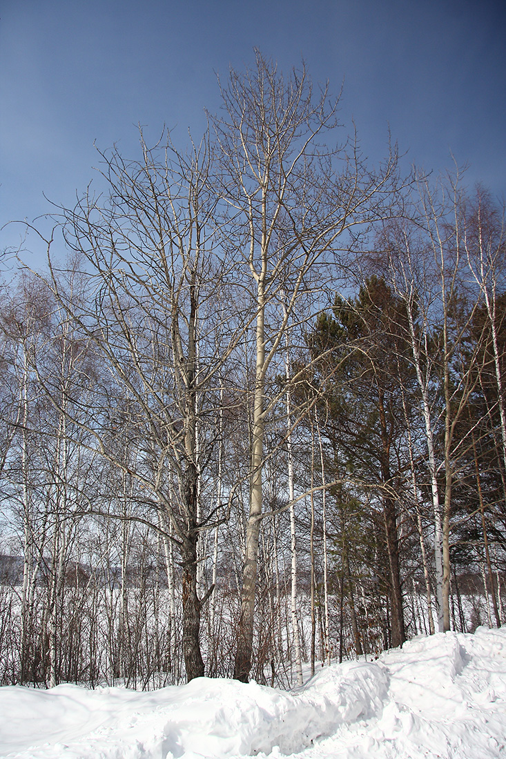 Тальцы, image of landscape/habitat.