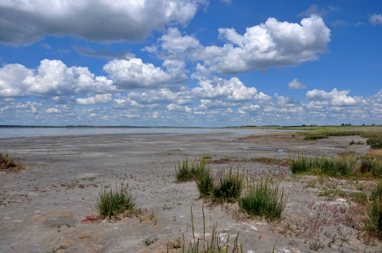 Окрестности села Гуселетово, image of landscape/habitat.