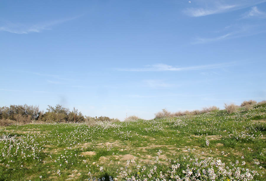 Беэр-Шева, image of landscape/habitat.