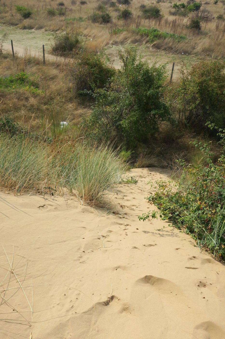 Дюны Несебра, image of landscape/habitat.