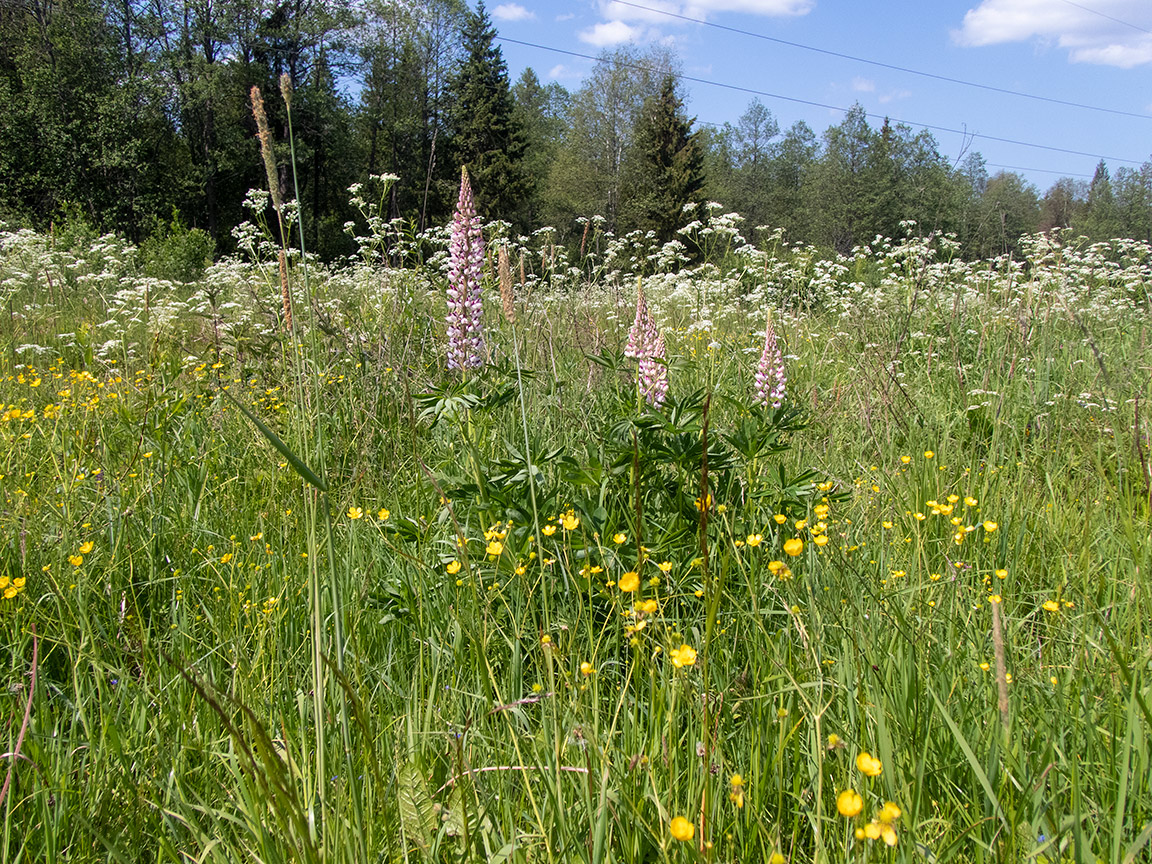 Карманово и окрестности, image of landscape/habitat.