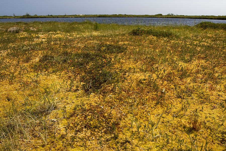 Чайво, image of landscape/habitat.