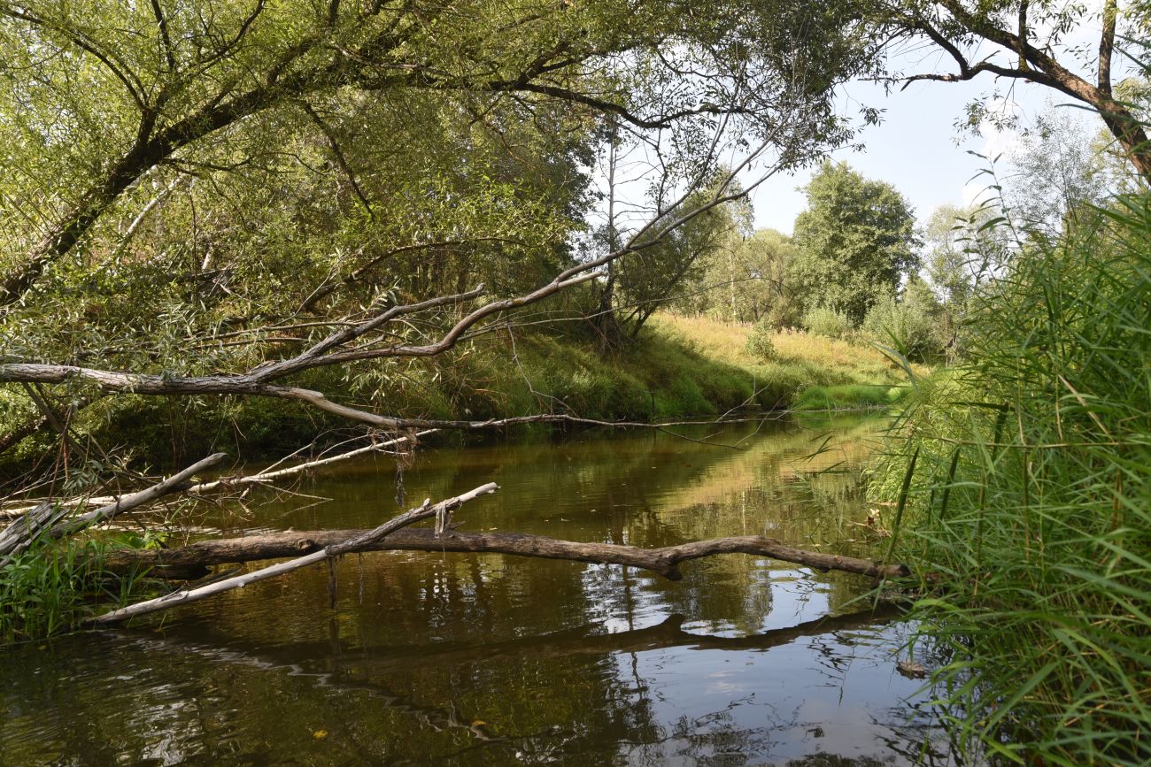 Ягодное, image of landscape/habitat.