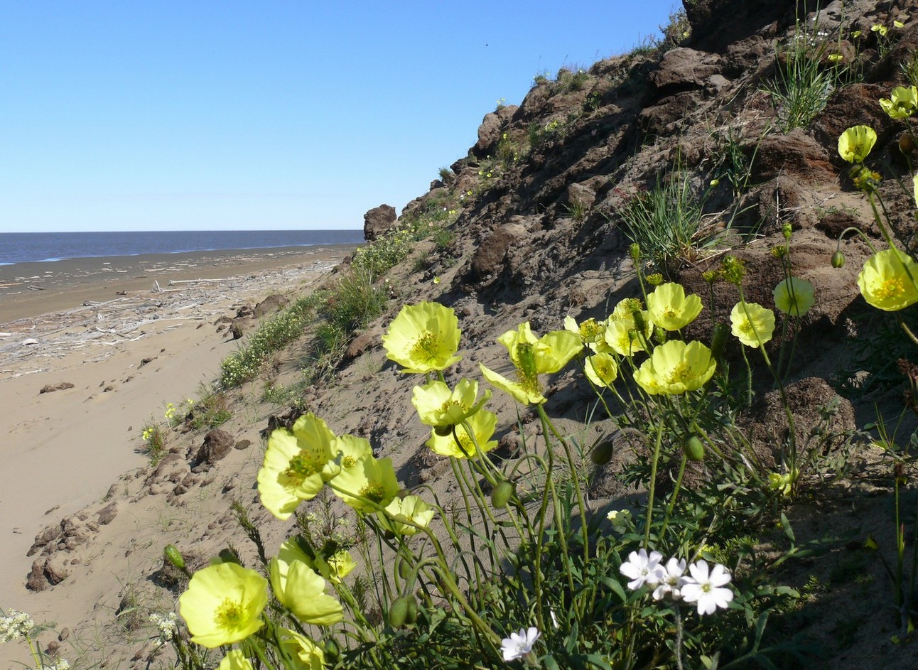 Острова Янского залива, image of landscape/habitat.