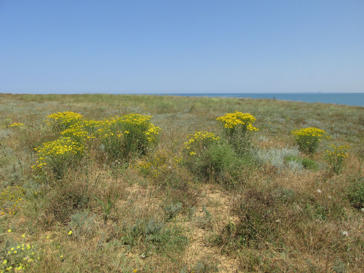 Мыс Лукулл, image of landscape/habitat.