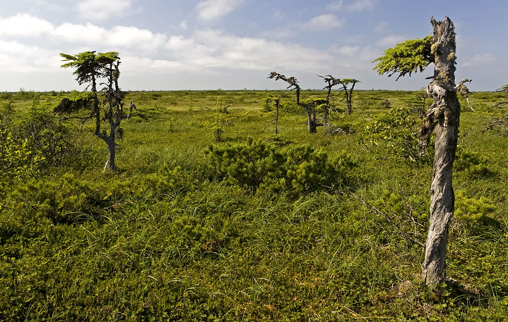 Чайво, image of landscape/habitat.