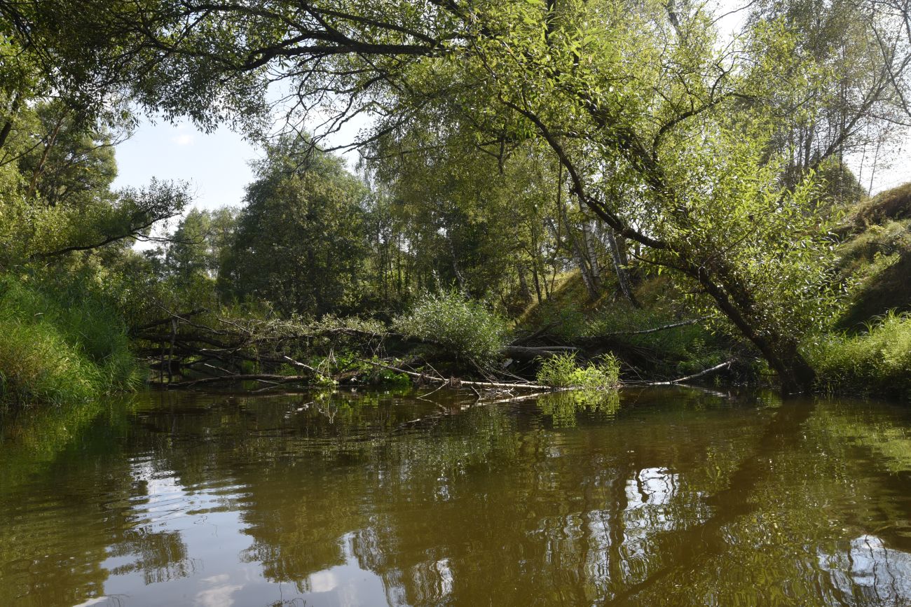 Устье ручья Дубенка, image of landscape/habitat.