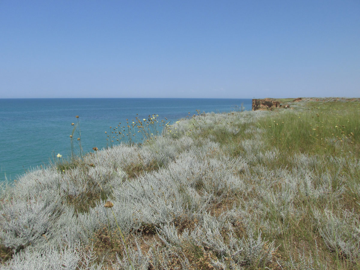 Мыс Лукулл, image of landscape/habitat.