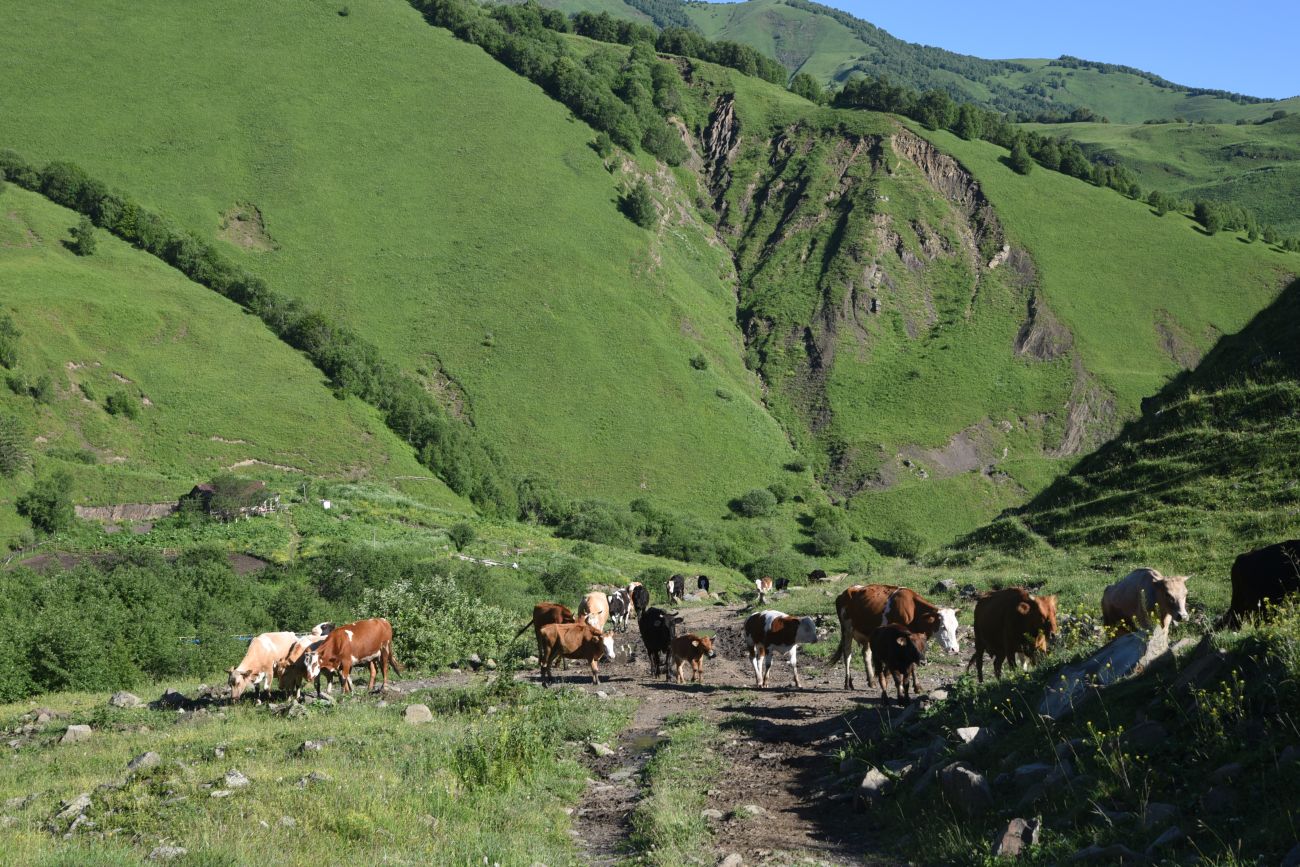 Селение Чайры и окрестности, изображение ландшафта.