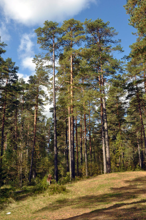 Окрестности озера Верхолино, image of landscape/habitat.