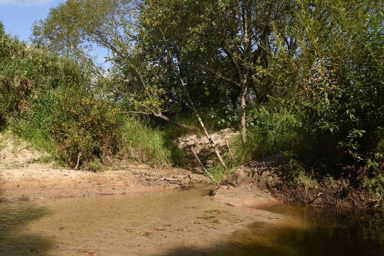 Устье ручья Дубенка, image of landscape/habitat.