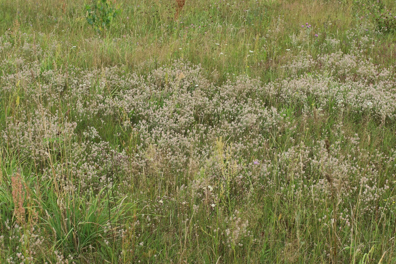 Езерище и окрестности, image of landscape/habitat.