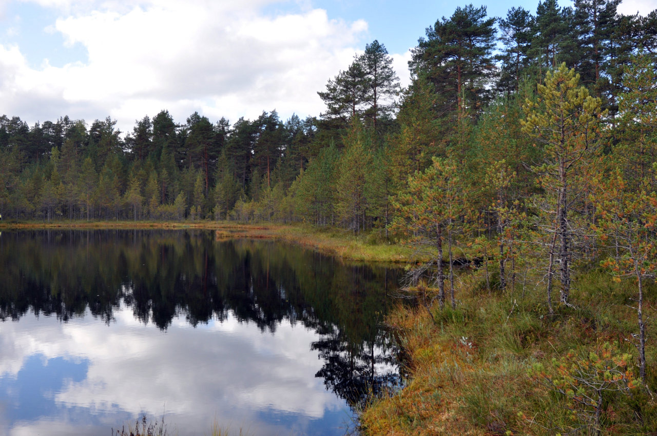 Окрестности озера Верхолино, image of landscape/habitat.