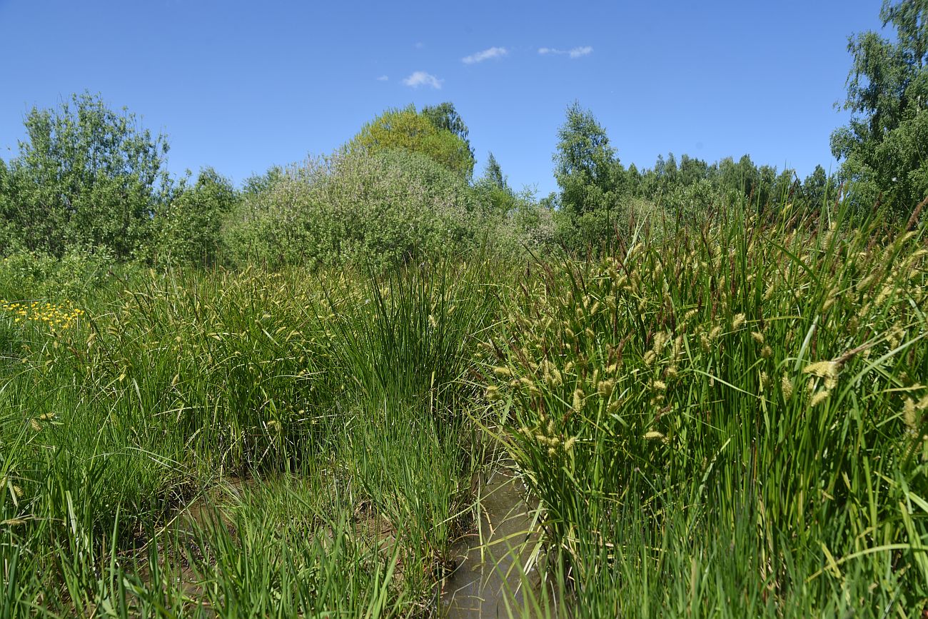 Окрестности истока реки Межиха, image of landscape/habitat.