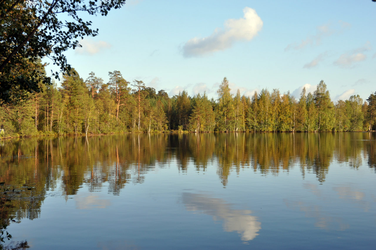 Окрестности озера Верхолино, image of landscape/habitat.