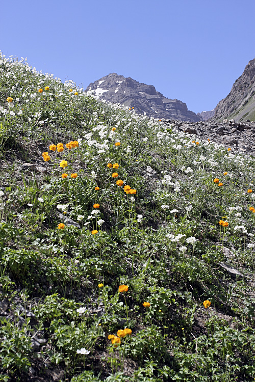 Ущелье Коксай, image of landscape/habitat.