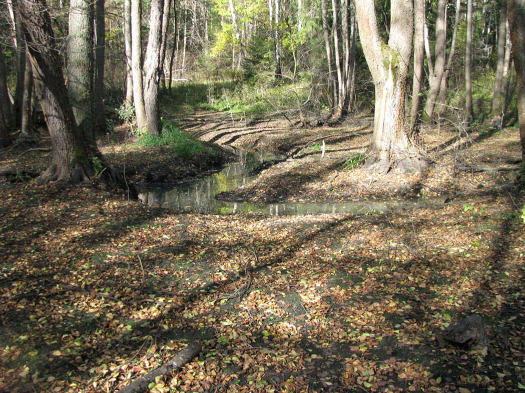 Приокско-Террасный заповедник, image of landscape/habitat.