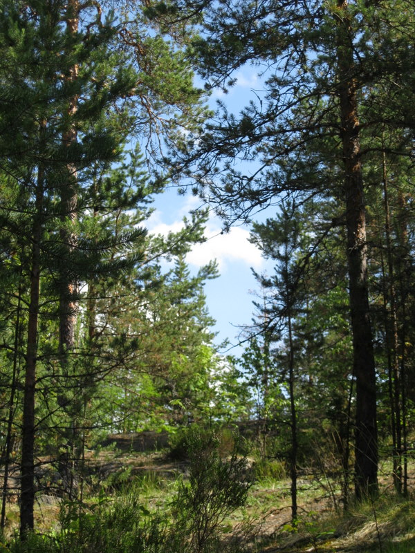 Кончозеро, image of landscape/habitat.