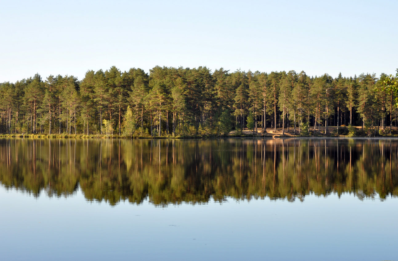 Окрестности озера Верхолино, image of landscape/habitat.