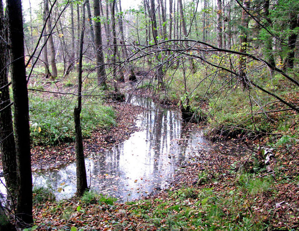 Приокско-Террасный заповедник, image of landscape/habitat.