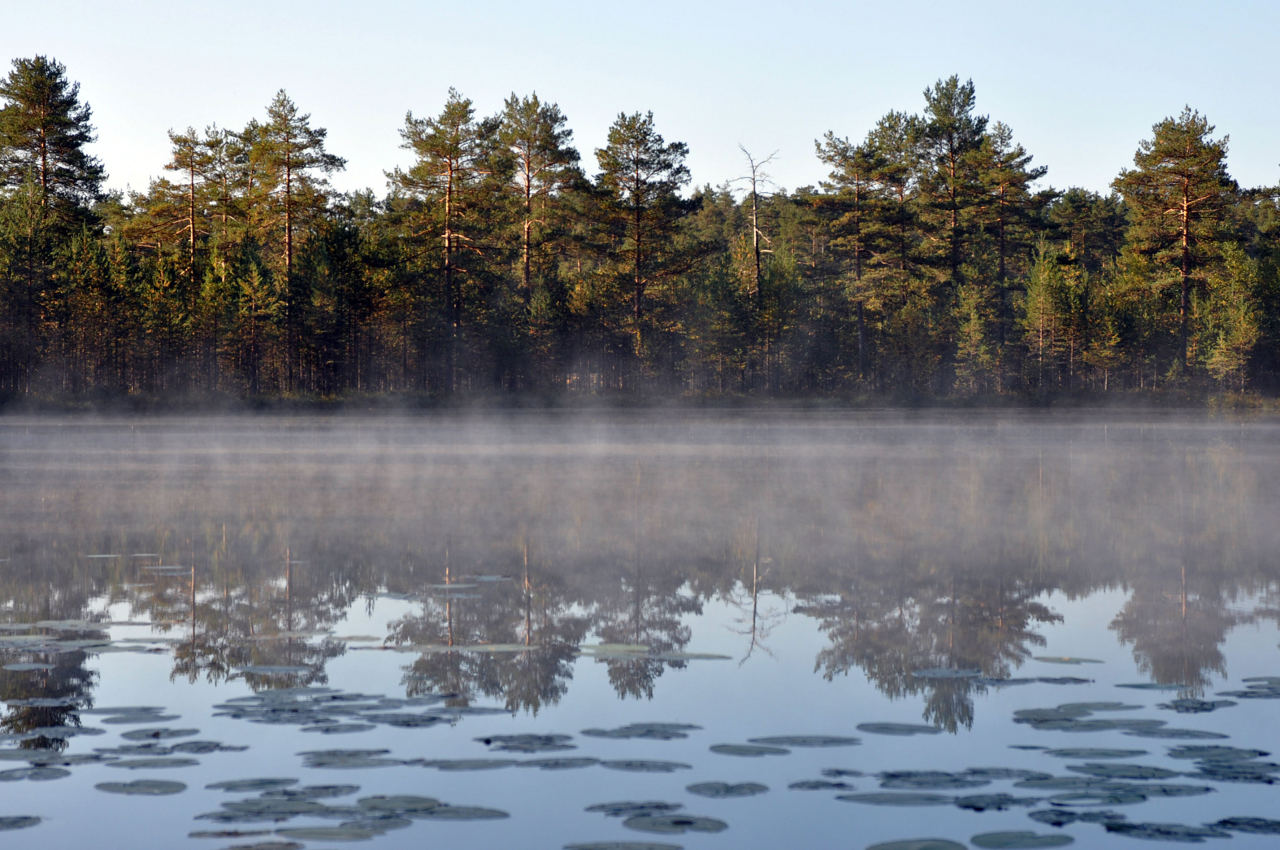 Окрестности озера Верхолино, image of landscape/habitat.