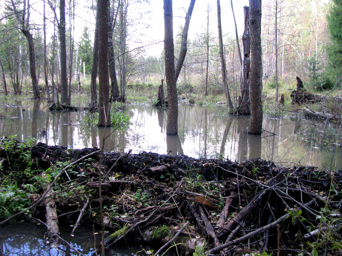 Приокско-Террасный заповедник, image of landscape/habitat.