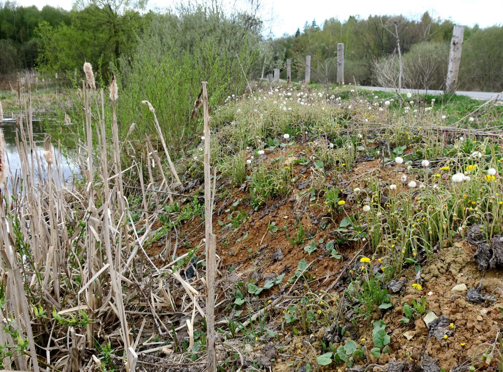 Ярцево, image of landscape/habitat.