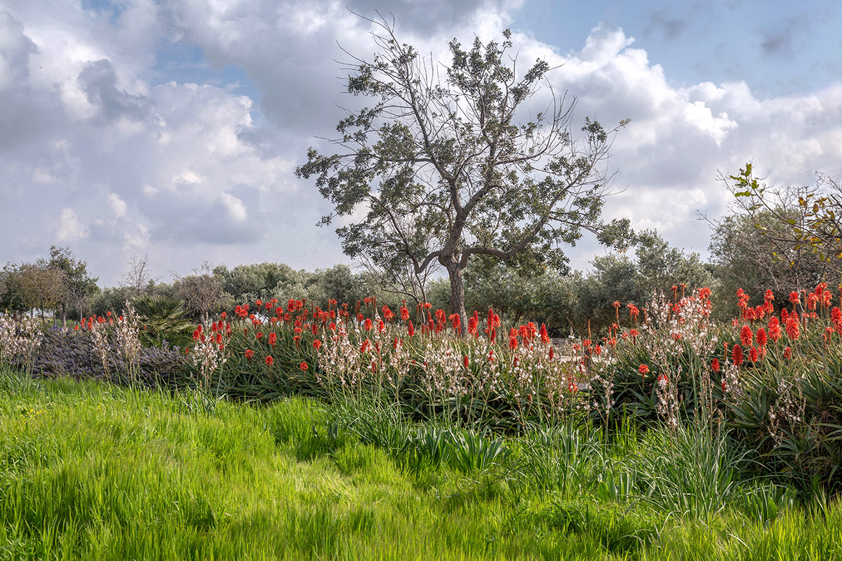 Парк Ариэля Шарона, image of landscape/habitat.