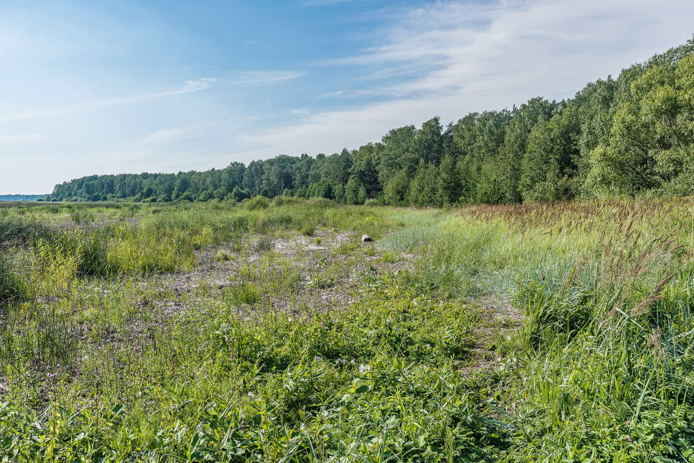 Северное побережье Невской губы, image of landscape/habitat.