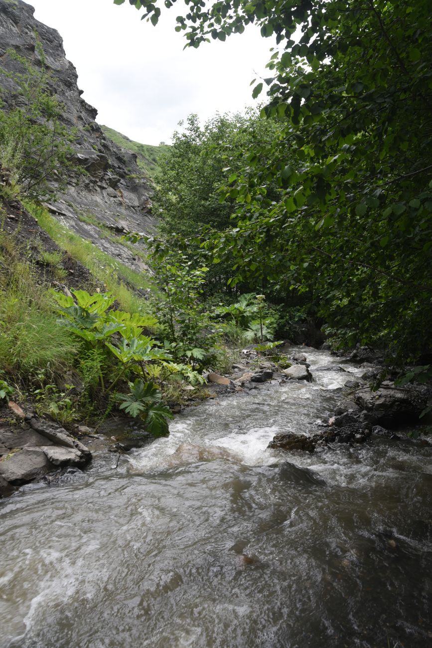 Окрестности водопада Цеси, image of landscape/habitat.