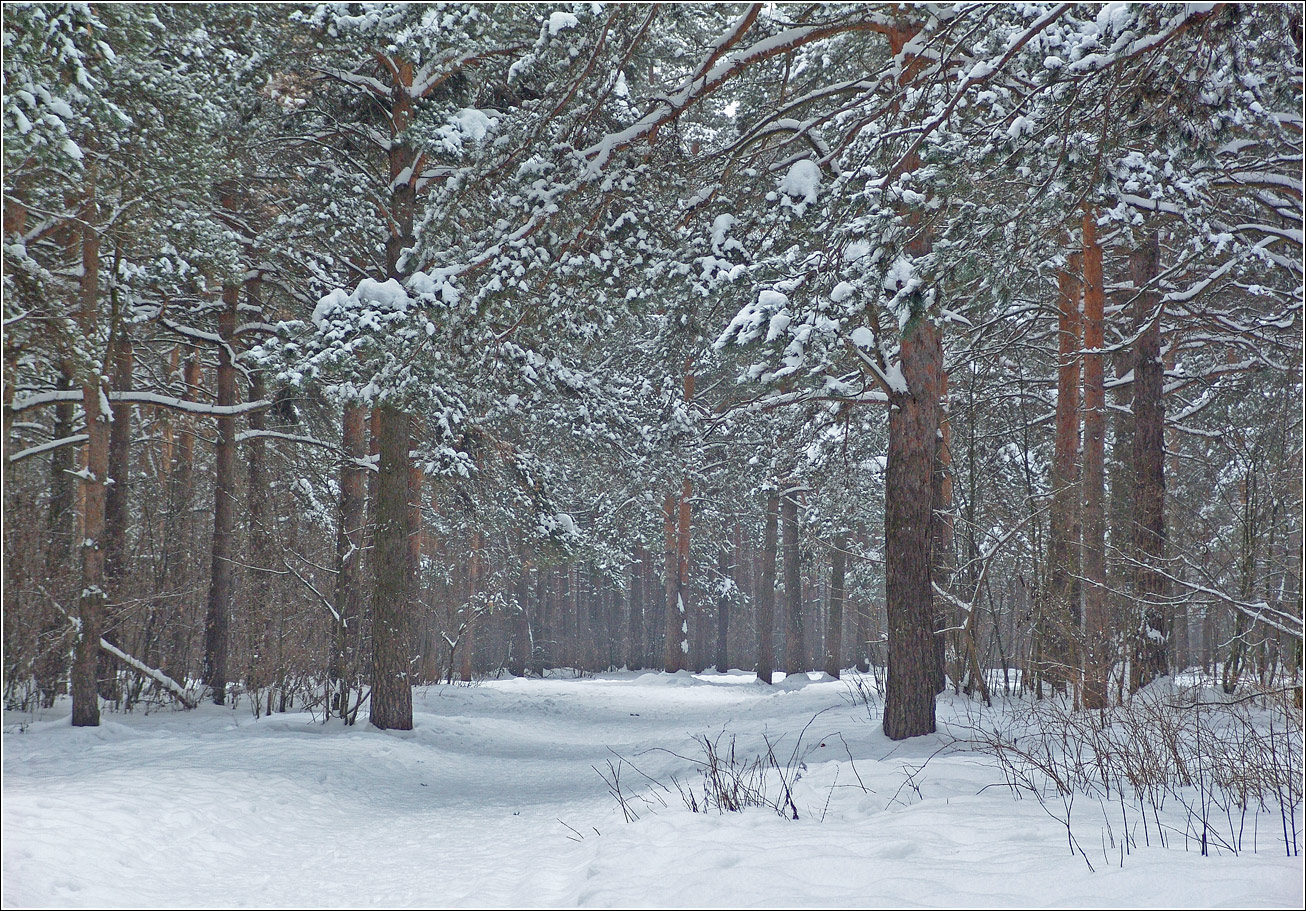 Жулебинский лес, image of landscape/habitat.