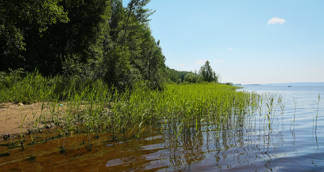 Кунчурихинский бор, image of landscape/habitat.