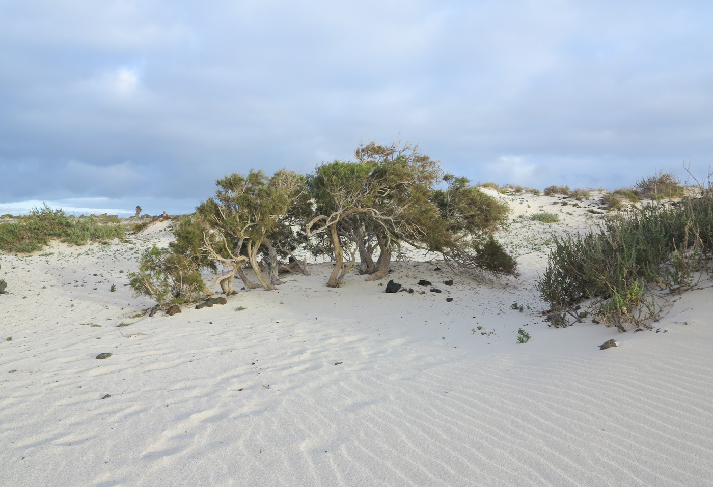 Эль Котильо и окрестности, image of landscape/habitat.