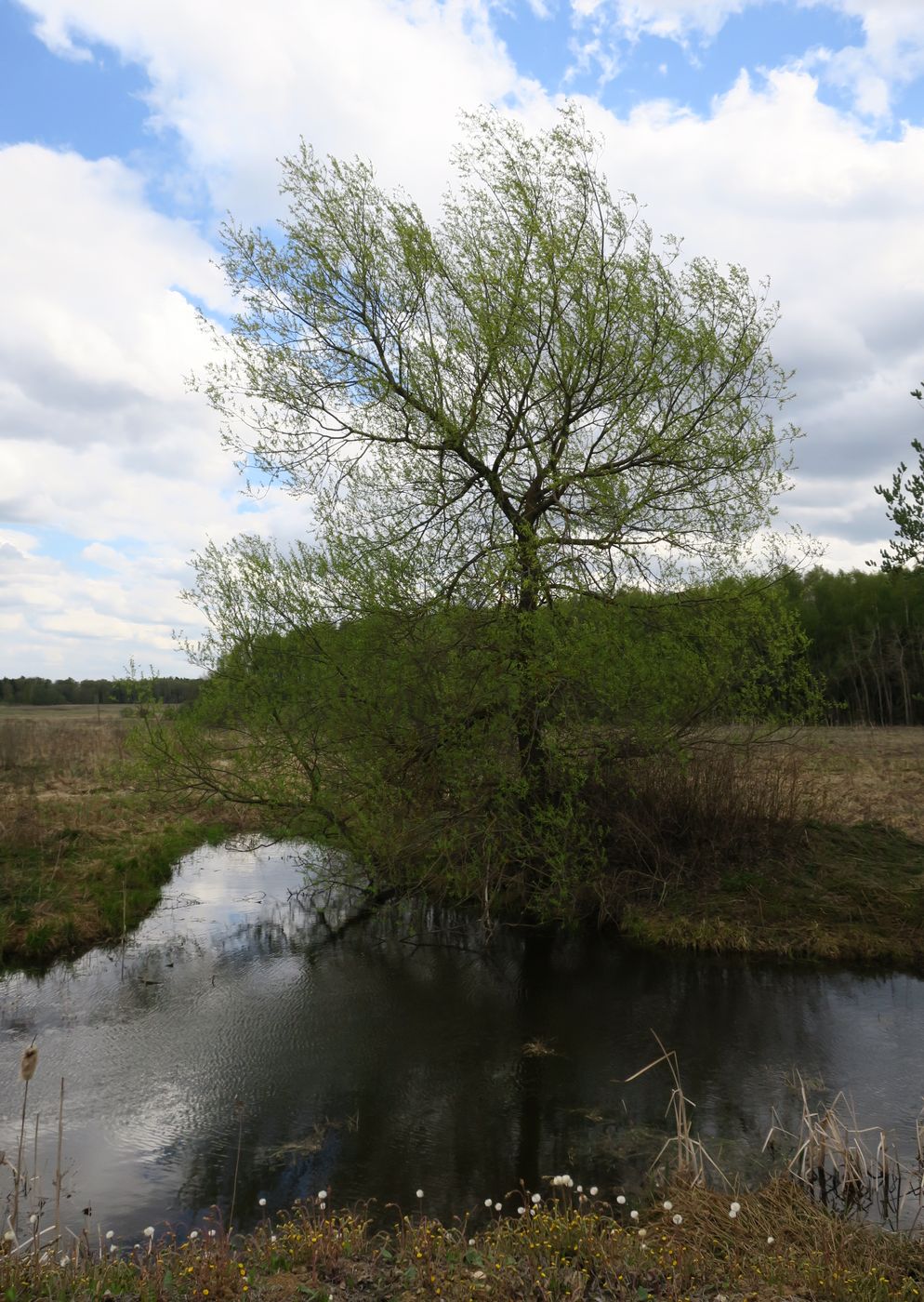 Ярцево, image of landscape/habitat.