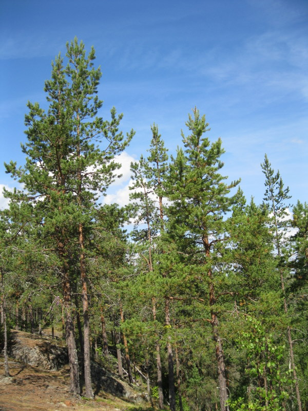 Кончозеро, image of landscape/habitat.