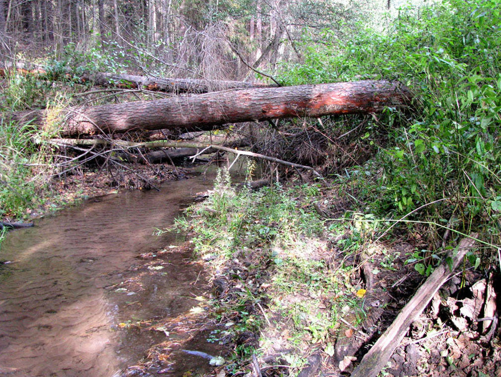 Приокско-Террасный заповедник, image of landscape/habitat.